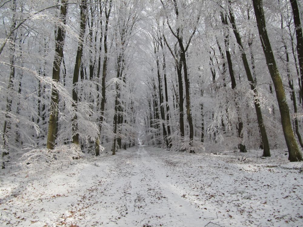 Wald, Dezember 2016_opt.jpg
