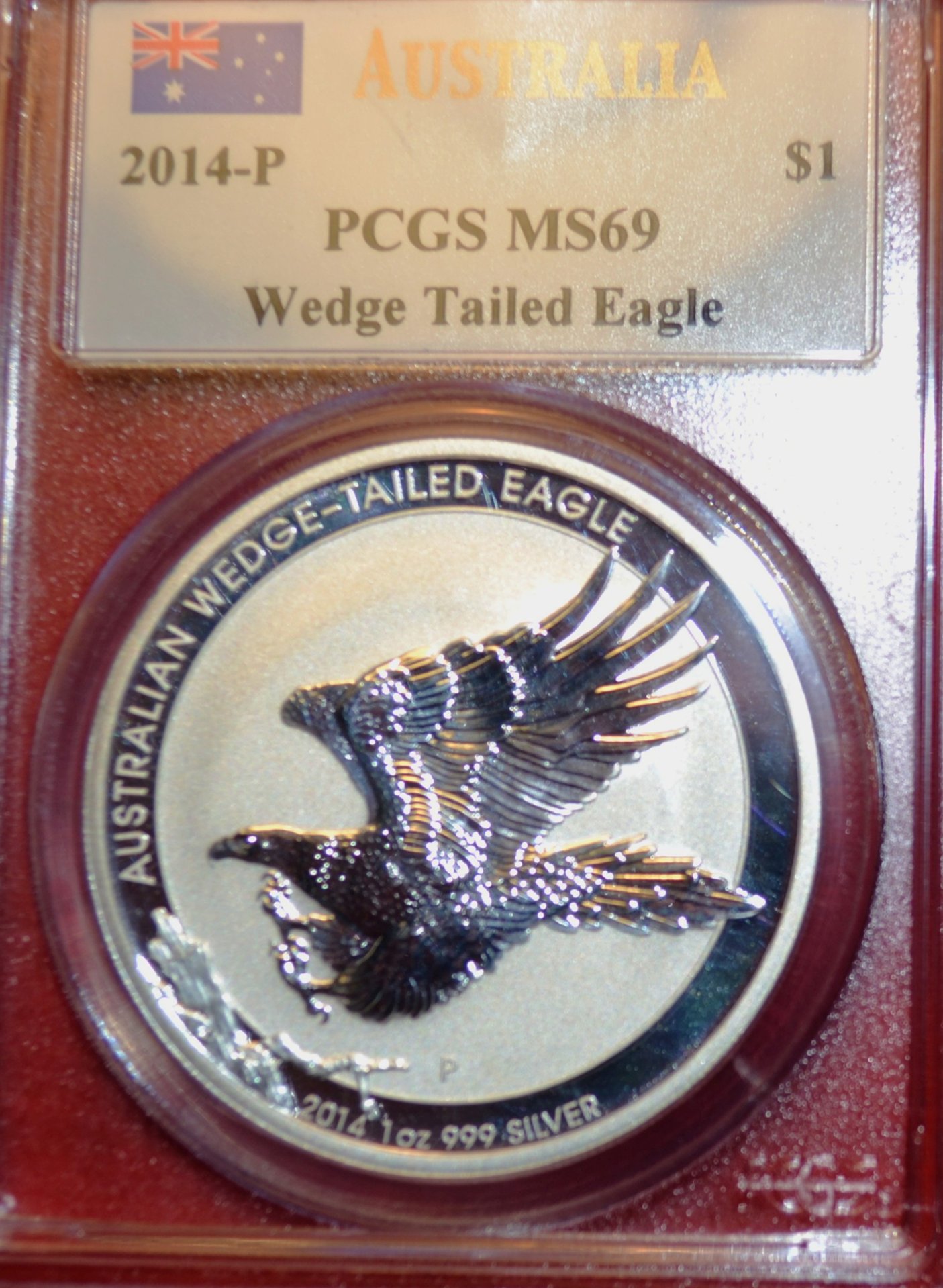 Wedge Tail Eagle-11.JPG