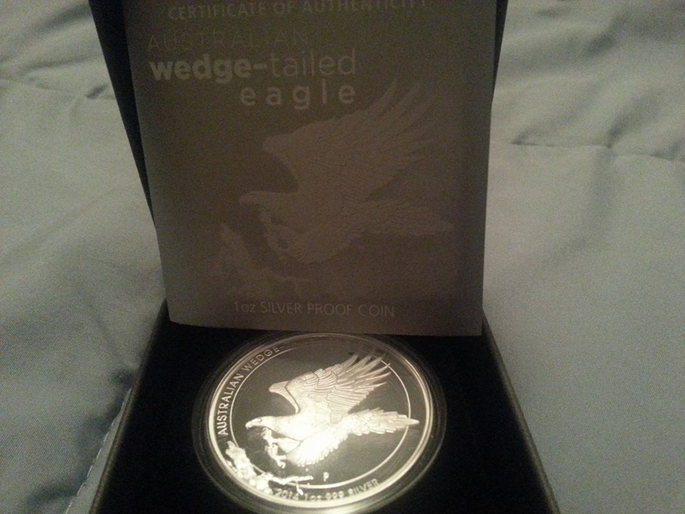 wedgetaileagle1.jpg