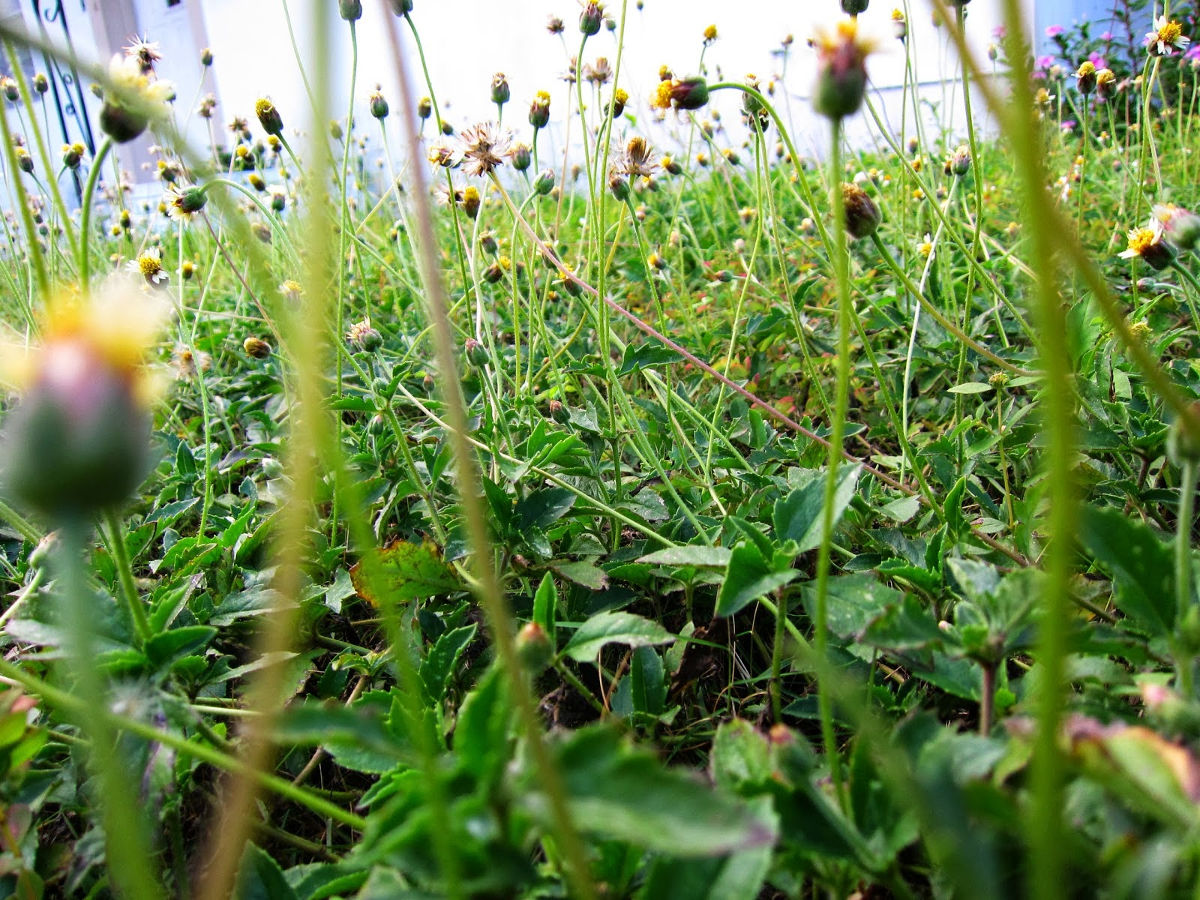 weeds.jpg