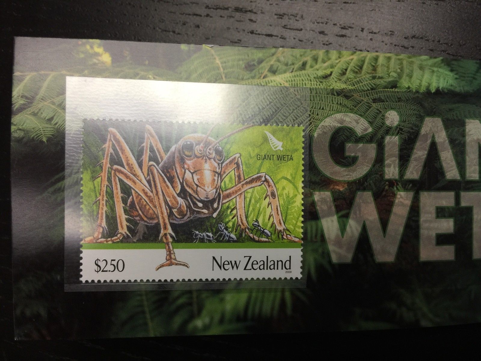 Weta .jpg