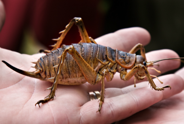 weta.png