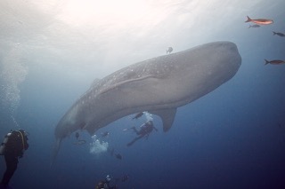 whale shark.jpg