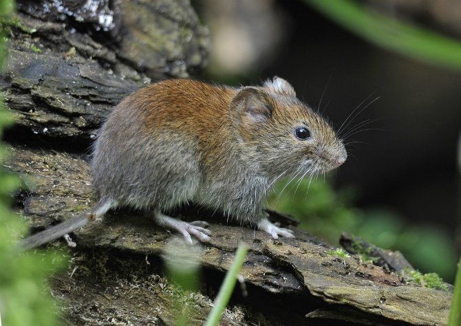 What-are-voles.jpg
