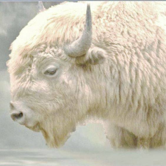 White Buffalo_Head.jpg