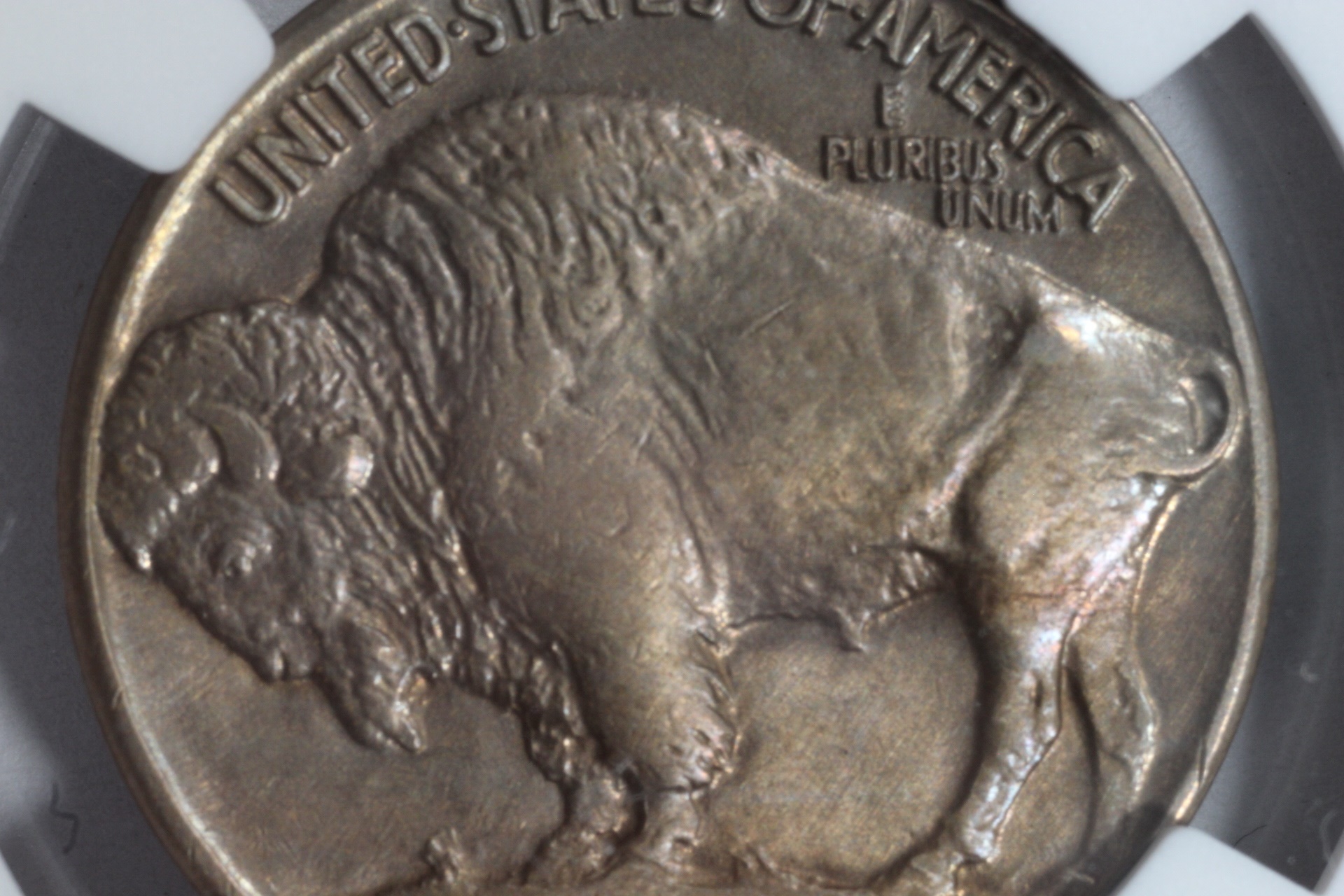 Whizzed buffalo 3.JPG