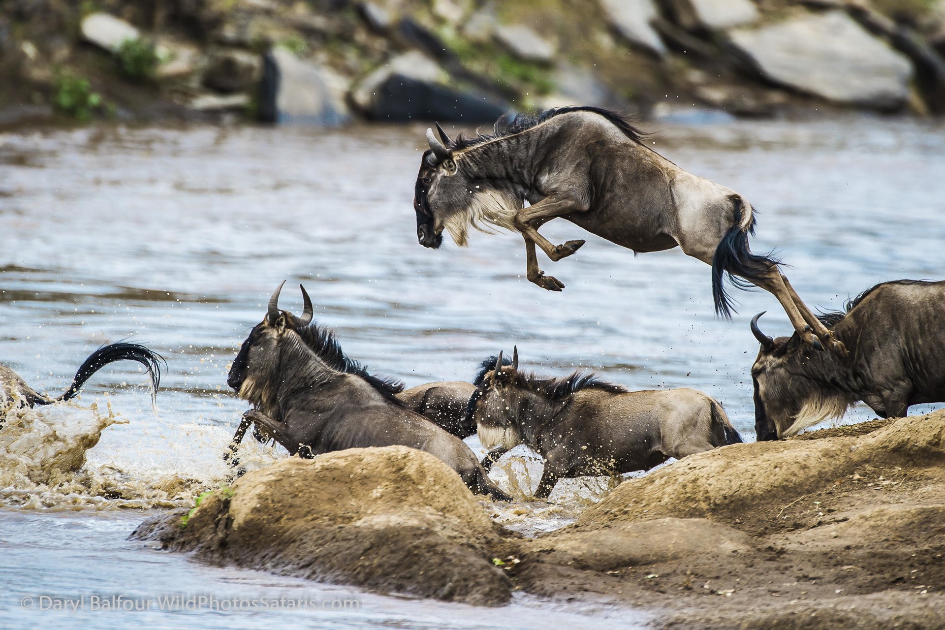 Wildebeest-migration-river-crossing 3.jpg