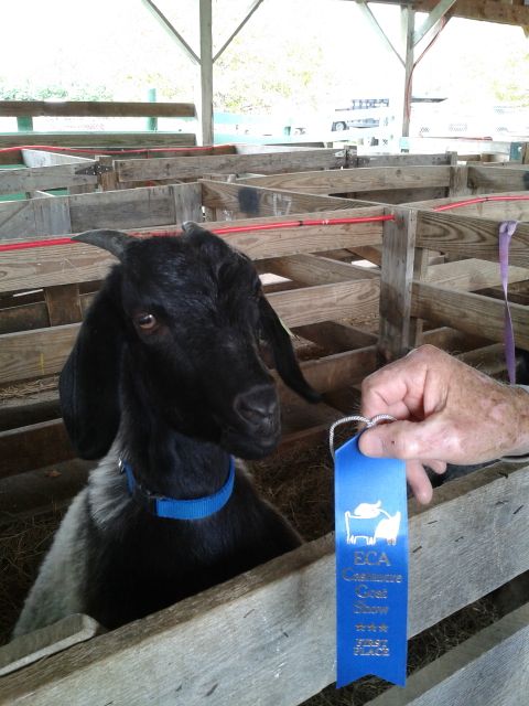 winning goat five.jpg