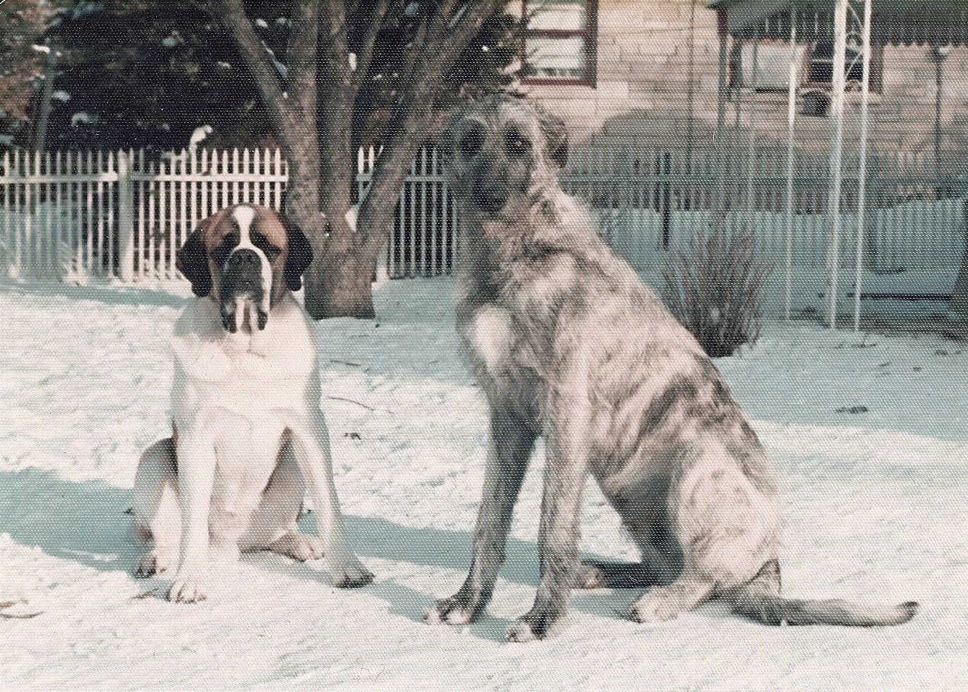 Wolf and Stanley.jpg