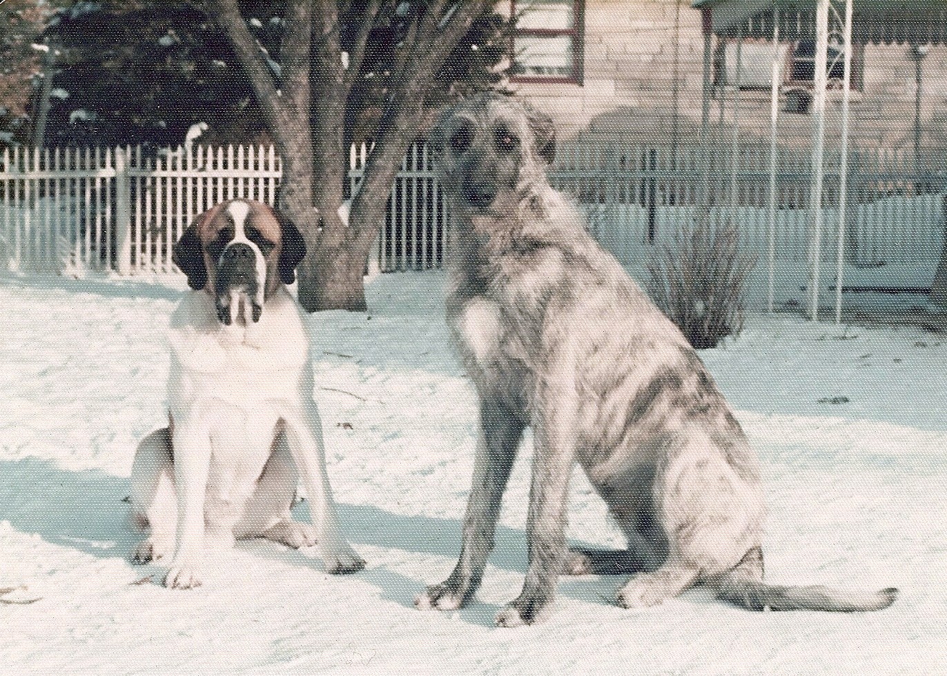 Wolf and Stanley.jpg