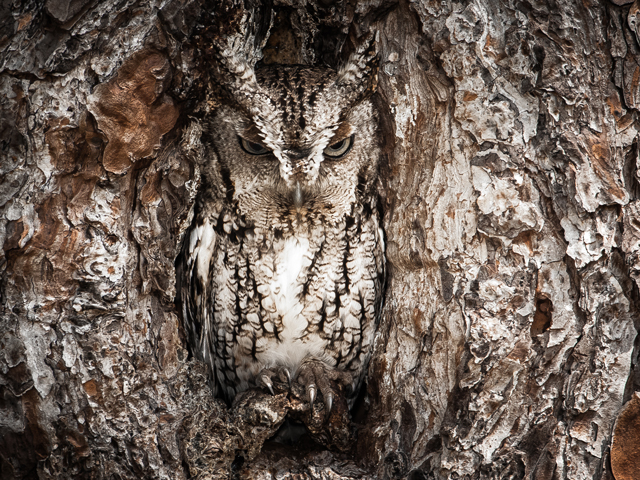 woodsy owl.jpg