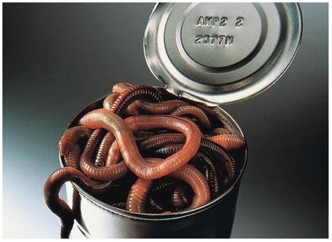 worm.JPG