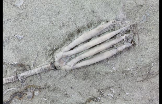 www.FossilEra.com-specimen-254-68751-10.jpg