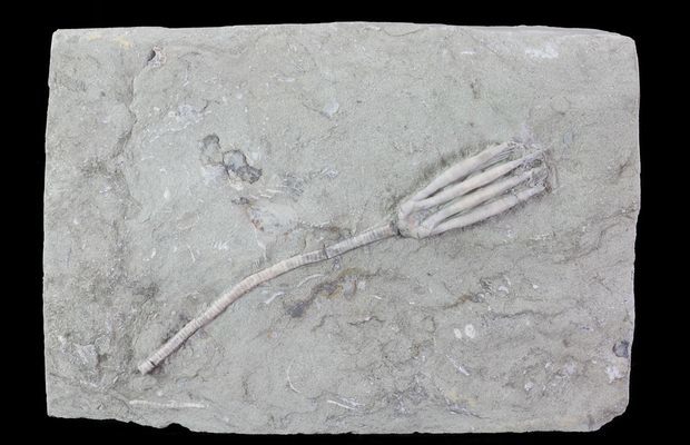 www.FossilEra.com-specimen-254-68751-9.jpg