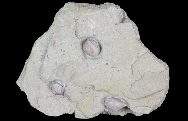 www.FossilEra.com-specimen-254-68958-30.jpg