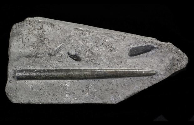 www.FossilEra.com-specimen-254-69557-3.jpg