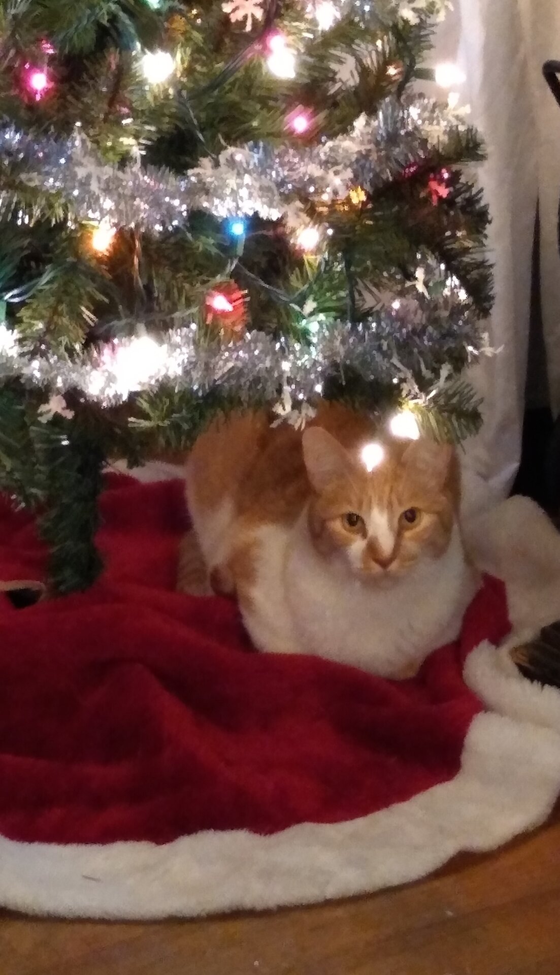 Xmas2022Cattree.jpg