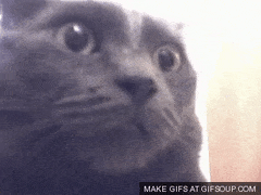 YellowHeavyAnemoneshrimp-max-1mb.gif