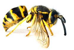 yellowjackets-eastern_300.jpg