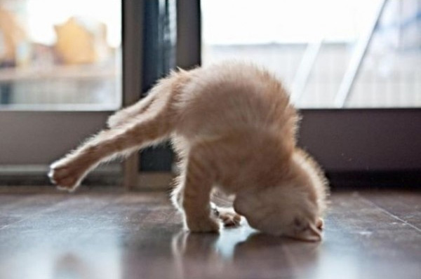 yoga cat4.jpg