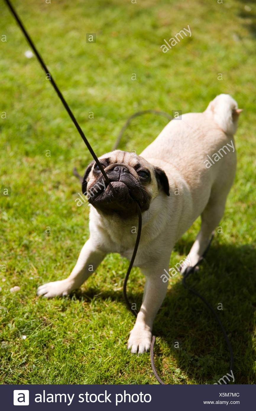 young-pug-pulling-a-rope-on-a-meadow-X5M7MC.jpg