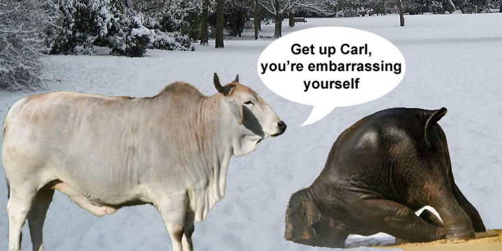 Zebu-Elephant-Joke.jpg