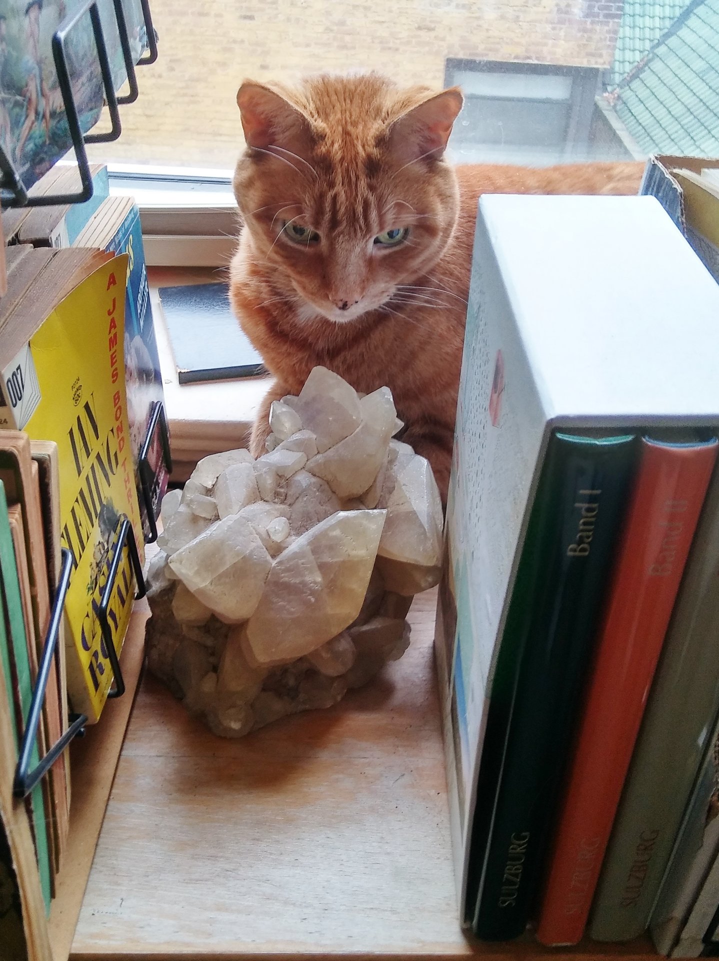 Ziggy & crystal 1.jpg