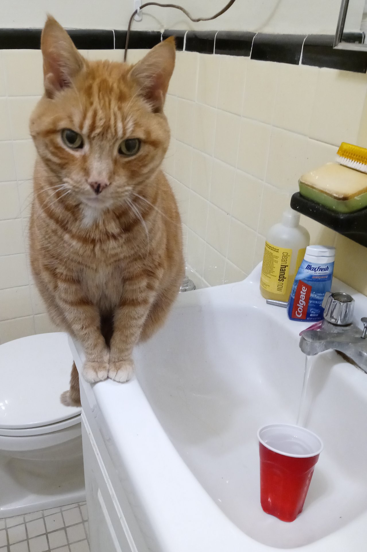 Ziggy Dec 2020 - 2.jpg