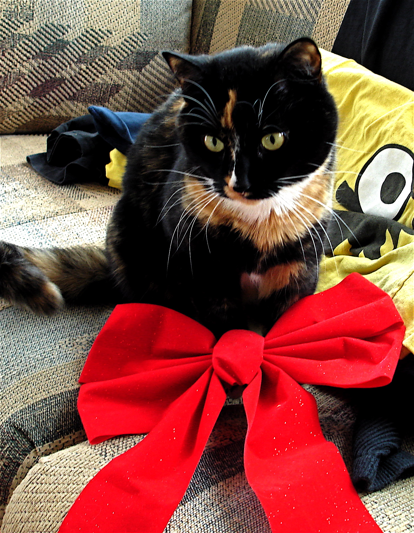 Zoey, Christmas.jpg