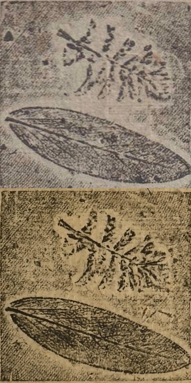 ZomboDroid_02092026210150.jpg
