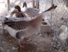 goose2_ducks_1-23-04_small.jpg