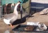 ducks_pool-grooming_01_03-15-07.JPG