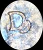 1994 blob droppped letter.jpg