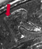 r-300-dk.jpg