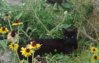 blackcatfoliage[2].JPG