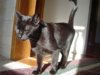 blackcat9-8-03[2].JPG