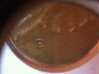 penny 4.jpg