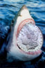 shark.jpg