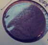 liberty cap large cent.jpg