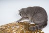 pet-kitten-cat-money-mammal-fauna-761175-pxhere.com-1.jpg