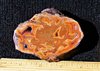 Dryhead Agate, eBay purchase 2020.jpg