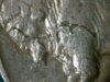 1935 Cracked Buffalo.jpg