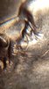 magnifier_20200422_135724.jpg