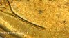 1925 Lincoln Left Wheat Shaft.jpg