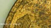 1925 Lincoln Left Wheat Tip.jpg