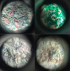 coins under microscope.png
