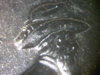 2005D CA SQ DIE CHIP ON HAT.jpg
