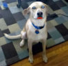 doglips.jpg