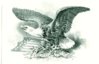 SO54 sm eagle.jpg