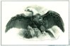 SO130 eagle.jpg